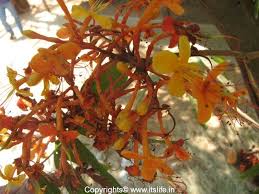 Saraca Asoca Ashoka Tree Gardening Trees Sacred Trees