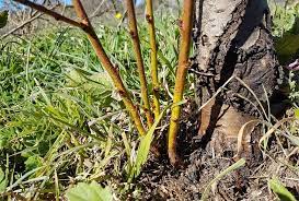 A thick layer of mulch around the plant base helps block out sunlight that encourages sucker growth. How To Remove Fruit Tree Suckers The Right Way Grow Great Fruit