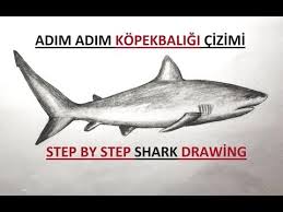 Kopek Baligi Cizimi Adim Adim Karakalem Kolay Kopekbaligi Resmi Cizimi Youtube