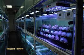 Pusat ikan hiasan is a fish center located in the northern end of port dickson district in teluk kemang. Pusat Ikan Hiasan Port Dickson