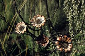Image result for Terminalia kilimandscharica