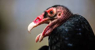The turkey vulture's superior sense of smell is what is known as a key innovation in the evolution of its species, he adds. Creature Feature Turkey Vultures Do Nature S Dirty Work Forest Preserve District Of Will County