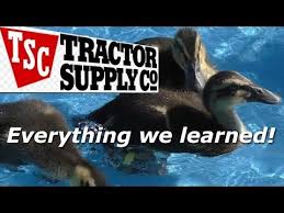 How To Raise Ducks From Tractor Supply Youtube Raising Ducks Tractor Supplies Raising Chickens Coop