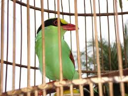 Gambar burung cucak biru jantan dan betina. Mengenal Karakter Dan Cara Merawat Cucak Ijo Jawara Burung Kicau Mania