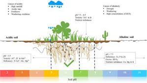 You're in the right place for acidic soil. Frontiers The Roles Of Plant Growth Promoting Microbes In Enhancing Plant Tolerance To Acidity And Alkalinity Stresses Sustainable Food Systems