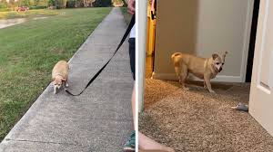 Image result for chihuahua big obesity