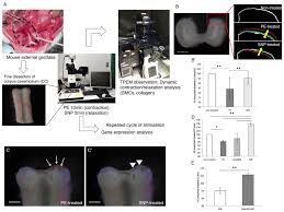 The present english word for a long work of prose fiction derives from the italian: A Novel In Vitro Corporal Tissue Explant System A A Schematic Download Scientific Diagram