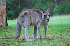 Kangaroo Wikipedia