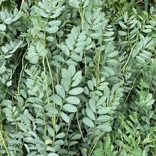 Image result for Indigofera longistaminata