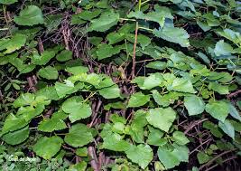 Image result for Obetia