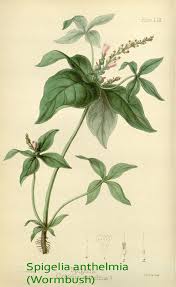 Image result for Spigelia anthelmia