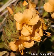Image result for Barleria pseudosomalia
