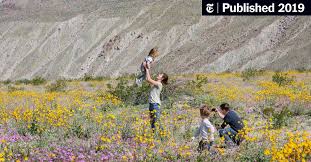 2019 flower season we are receiving heavy rain in borrego springs on this last day of 2018, and snow above 2500 feet. The Super Bloom In Pictures The New York Times