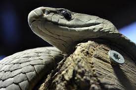 Black Mamba Snake Venom Is Deadly But Valuable For Medicine Black Mamba Snake Black Mamba Snake