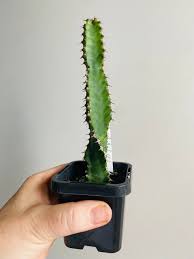 Image result for Euphorbia griseola