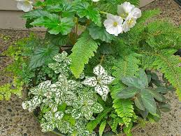 Groundcover thrives in the shade and quickly spreads to cover the sparse looking areas of the yard, such as under trees and shrubs. Best Shade Plants For Pots Shade Container Ideas Garden Design