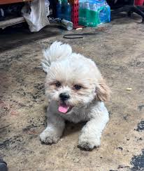 Found Dog in Oklahoma City Area