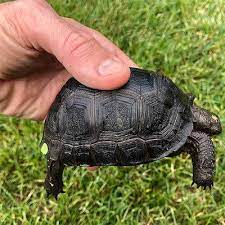 Aldabra tortoises can be a breeze to care for once your new aldabra tortoise for sale iscomfortable. Aldabra Giant Tortoise For Sale Baby Aldabra Giant Tortoises For Sale