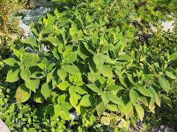 Image result for Boehmeria