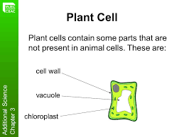 We did not find results for: Cells And Cell Processes Ppt Video Online Download