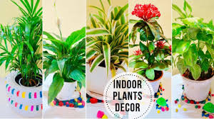 Best Indoor Plants In India For Decoration Easy To Grow Indoor Plants In 2020 Best Indoor Plants Indoor Plants Plants