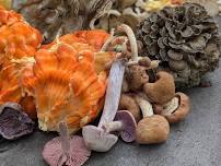Fabulous Foraging: A Burnsville Pride Mushroom Hunt