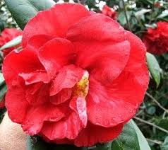 Camellia Reticulata Terrell Weaver Kamelya