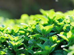Using herbs like basil, lavender, and mint to deter flies: 13 Amazing Plants That Repel Flies And Bugs
