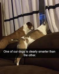 Swipe Right To Make Your Day Better With Wholesome Doggo Snaps Funny Dog Memes Dog Snapchats Funny Animal Memes