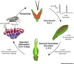 Here are the top five signs of termite infestation to look out for in your home. Venus Flytrap How An Excitable Carnivorous Plant Works Trends In Plant Science