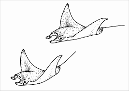 If the 'download' 'print' buttons don't work, reload this page by. Realistic Manta Ray Coloring Page Coloringbay