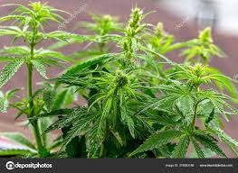 Image result for Cannabaceae
