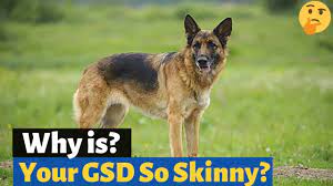 Maybe you would like to learn more about one of these? Is Your German Shepherd Skinny This Is The Reason Why Youtube