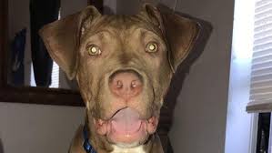 He's always excited to see you, greeting you with a constantly wagging tail. Dogs And Cats Forever Fospice Program Finds Homes For Sick Senior Cats