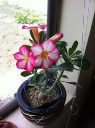 May 10, 2021 · white flower farm this container garden uses silvers with muted pink to great effect. Succulent Flowering Plant