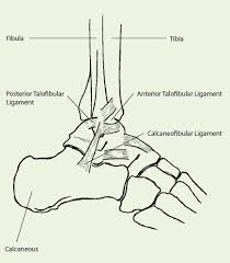 A grade 2 ankle sprain is considered a moderate injury. Ankle Injury Sports Medicine Australia