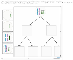 The term diploid is derived from the greek diplos meiosis occurs by a series of steps that resemble the steps of mitosis. Solved A Diploid Cell With 4 Chromosomes One Pair Metace Chegg Com