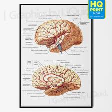 Details About Anatomy Of The Brain Poster Chart Human Educational Poster 1 A4 A3 A2 A1