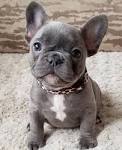 French Bulldog Puppies for Sale | Lancaster Puppies