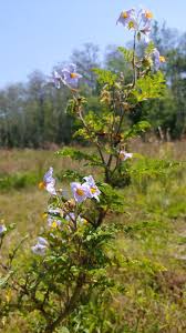 Image result for Solanum sisymbriifolium