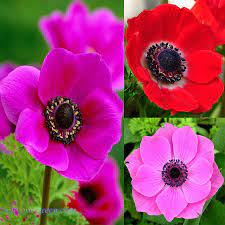 Poppy Anemone Trees To Plant Flower Garden Flowers