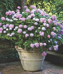 Love these white hydrangea on our breakfast table. Hydrangeas Brighten The Garden Flower Magazine