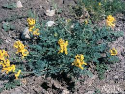 Image result for Corydalis