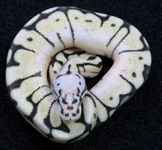 Ball Python, Vanilla Pastel Spider 2013 - Twin Cities Reptiles