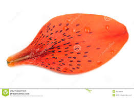 | meaning, pronunciation, translations and examples. Tiger Lily Petal Isolated Auf Weissem Hintergrund Stockfoto Bild Von Floral Nahaufnahme 42318644