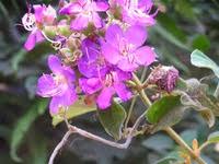 Image result for Dissotis