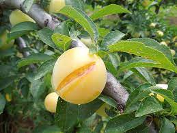 Check spelling or type a new query. Types Of Fruit Trees Cooperative Extension Tree Fruits University Of Maine Cooperative Extension