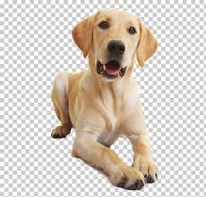 Labrador Retriever Golden Retriever Cach 2550417 Png Images Pngio