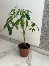 Image result for Pachira glabra