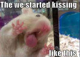 29 Of The Cutest Hamster Memes We Could Find So Far Let S Eat Cake